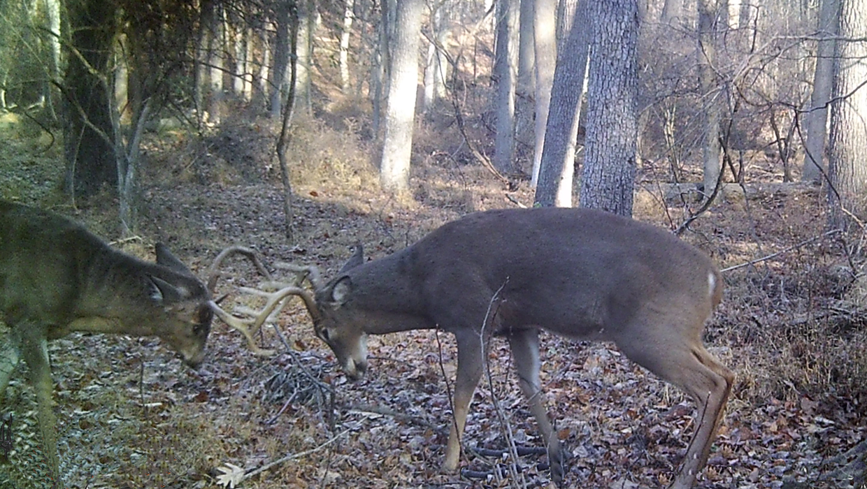 Deer and Duck Hunting Delaware Hunting Club